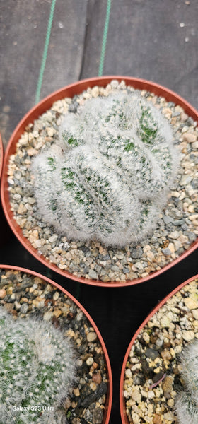 Crested Mammillaria Baumii