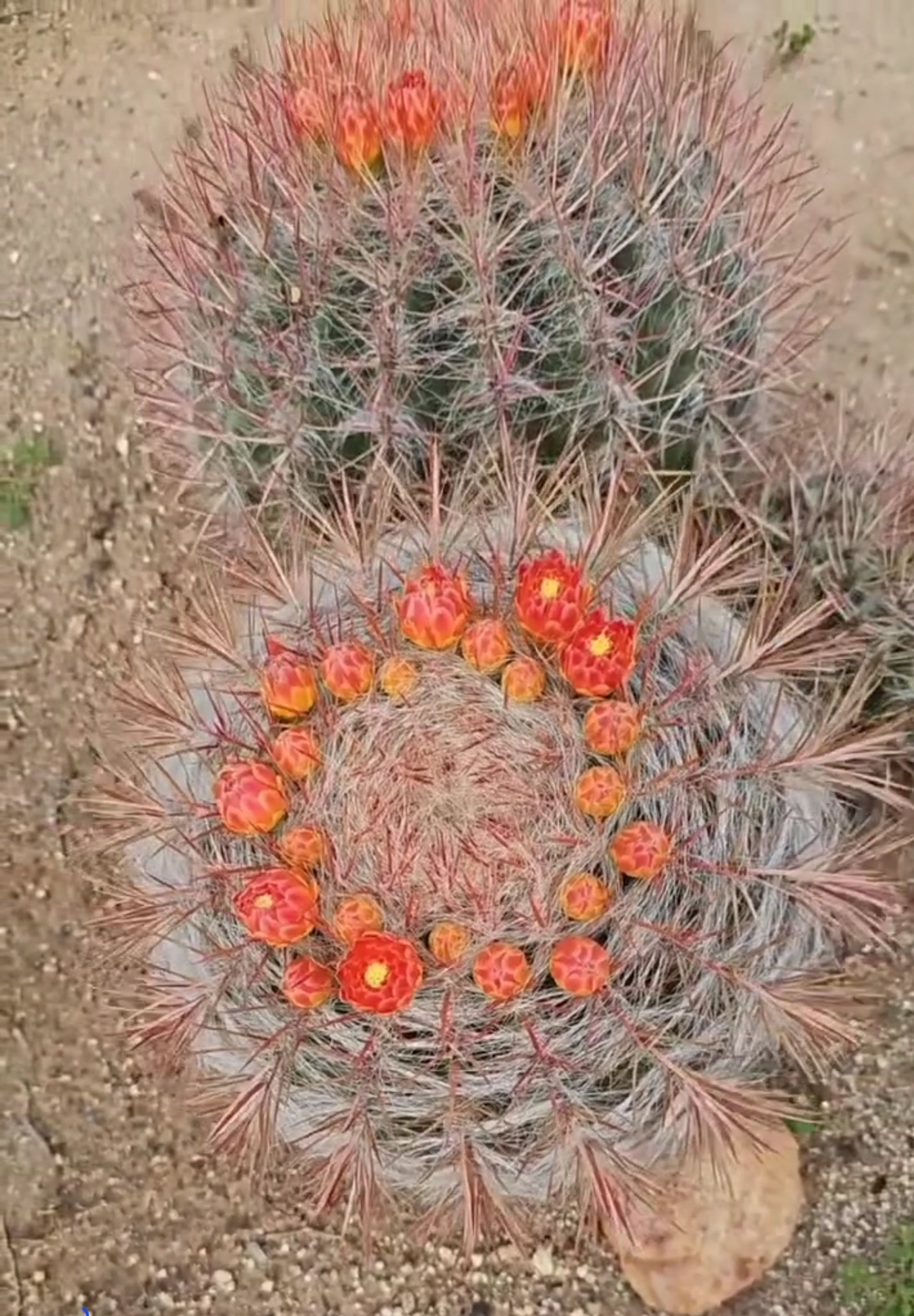 FEROCACTUS STAINESII VAR. PILOSUS.