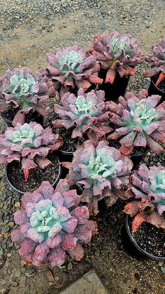 Echeveria Nichols