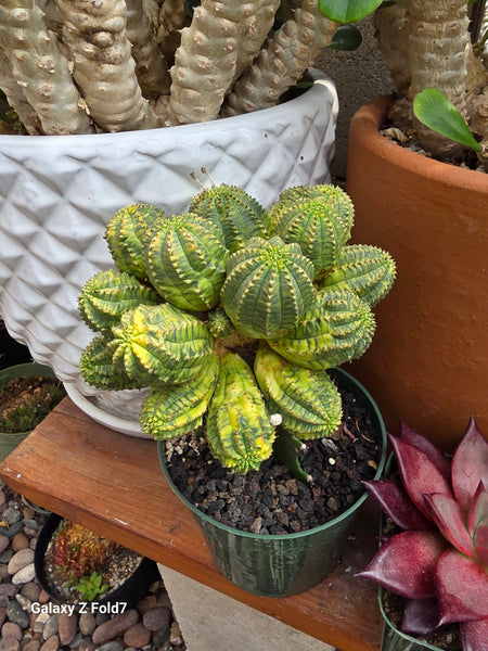 Euphorbia obesa variagated grafted