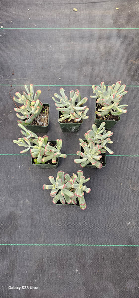 Cotyledon orbiculata cv. Long Leaf Variegated