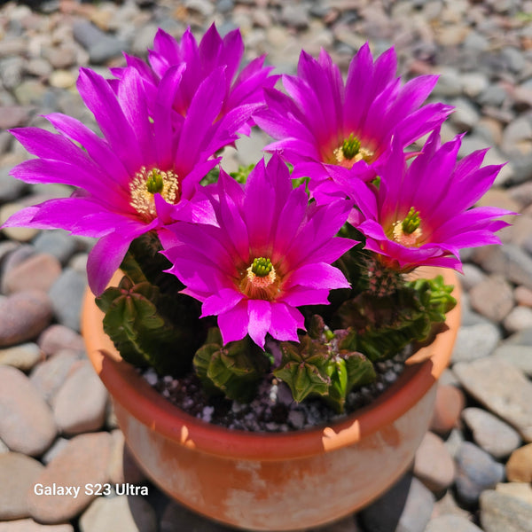 Echinocereus morricalii