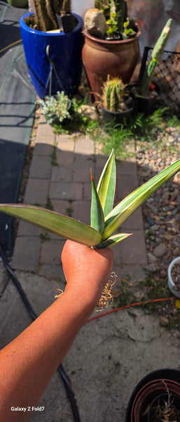 Sanseveria Penguicula Lax61