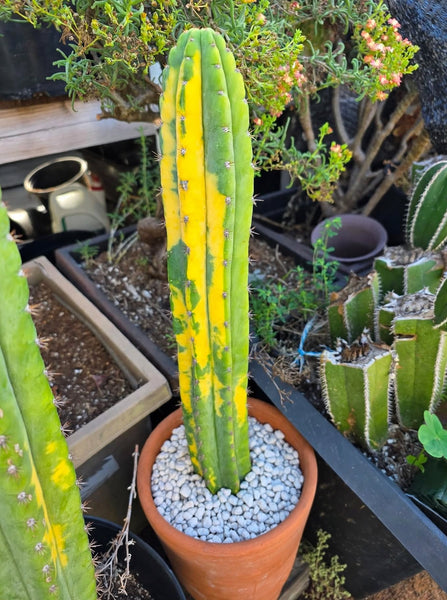 Variagated San Pedroĺ