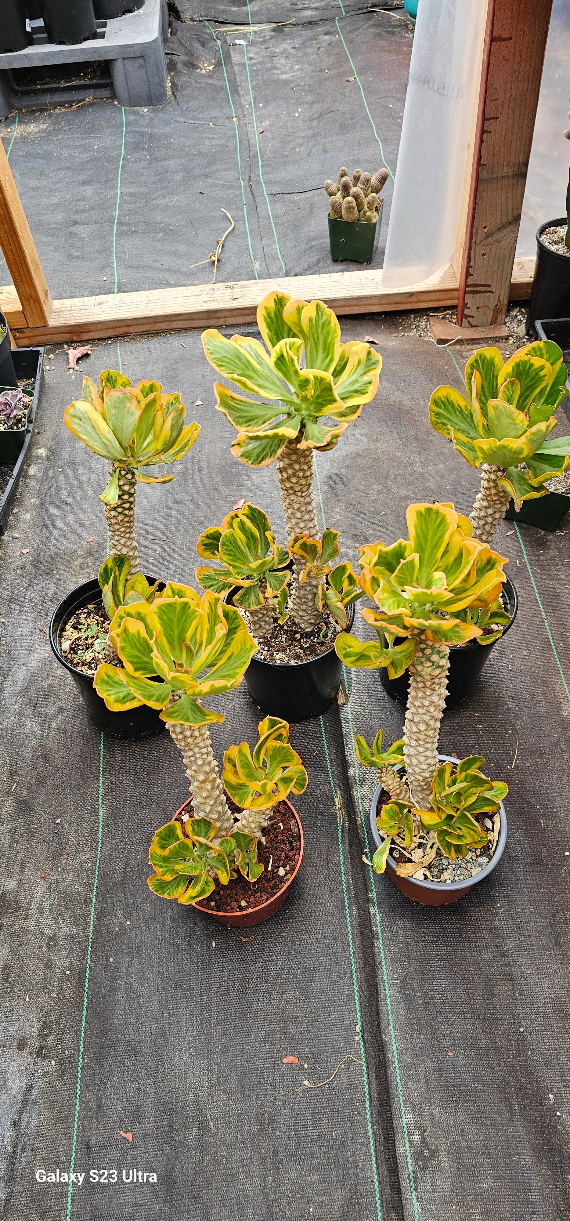 Euphorbia Poissonii Variegated Rare Import – AceMegaSucculents