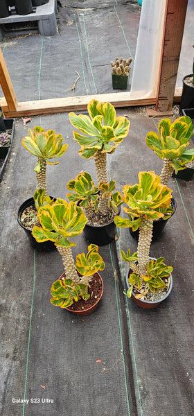 Euphorbia Poissonii Variegated Rare Import