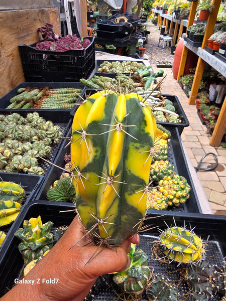 Lemaireocereus pruinosus variegated