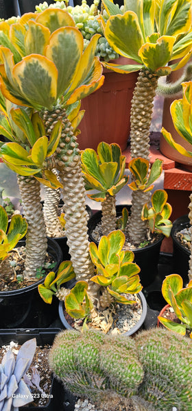 Euphorbia Poissonii Variegated Rare Import