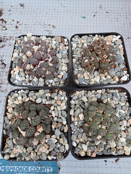 Conophytum wittebergense (often classified as Conophytum minimum 'wittebergense') i