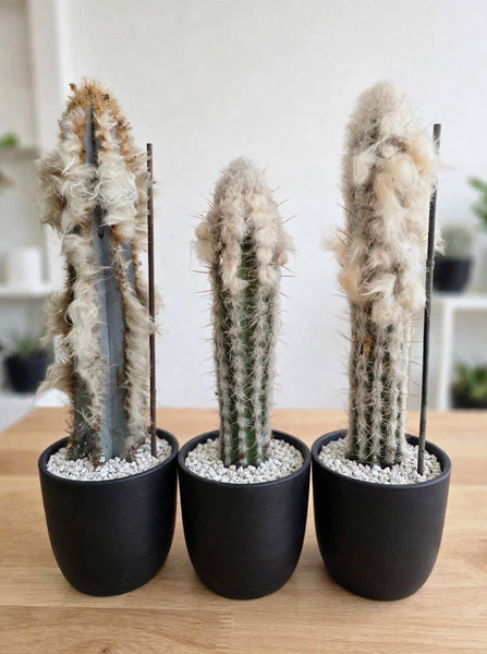 Pilocereus Palmeri (cutting ) 14-18 tall