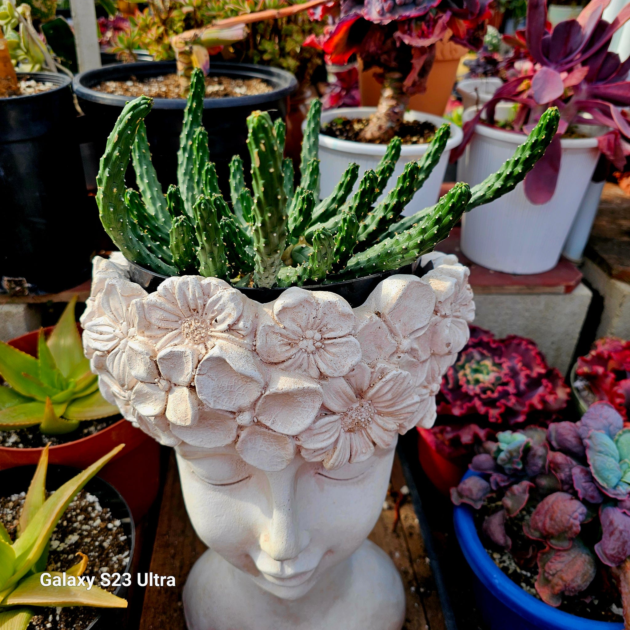 Euphorbia inermis hybrid Medusa – AceMegaSucculents
