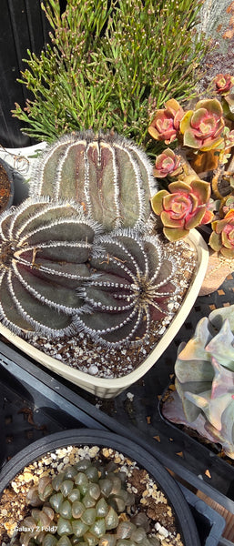 Uebelmannia Pectinifera