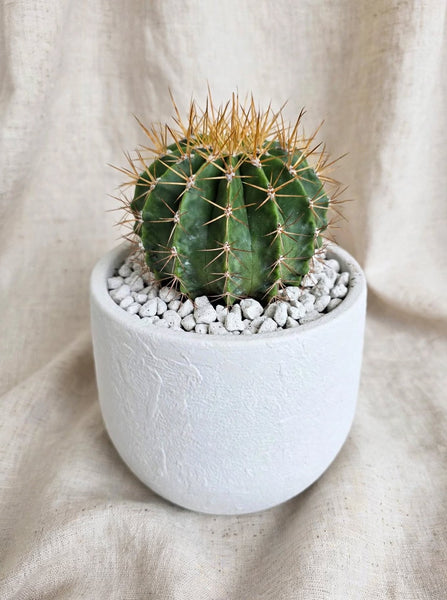 FERROCACTUS Schwarzii