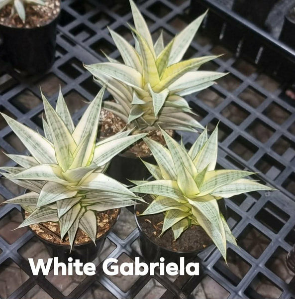 Sanseveria Gabriella