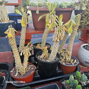 Euphorbia Poissonii Variegated Rare Import