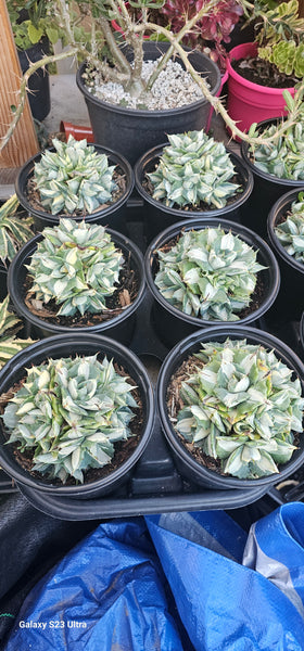 Agave isthmensis Ohi Raijin Shiro Nakafu