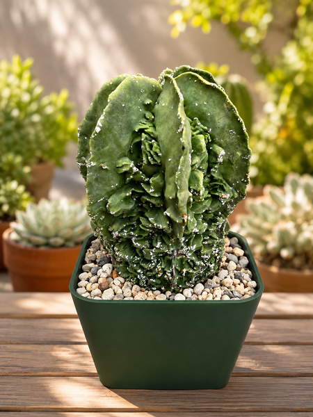 Astrophytum fukuru