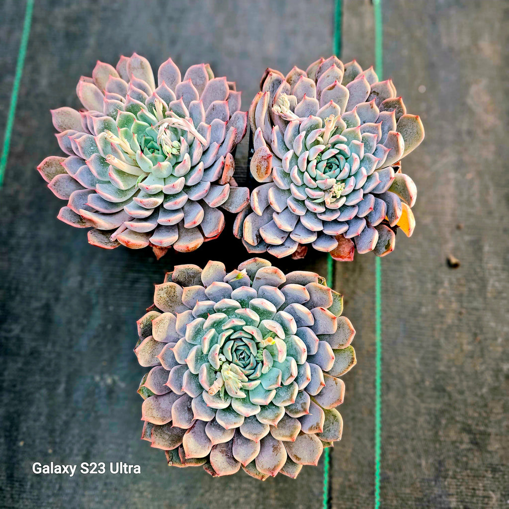 galaxy blue succulent echeveria texensis – AceMegaSucculents
