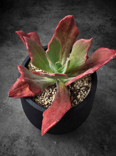 Echeveria Diamond State Rare Import