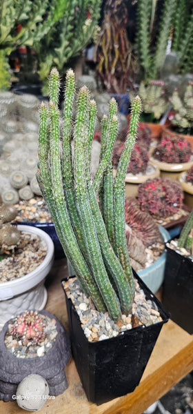 Wilcoxia poselgeri