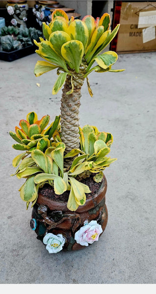 Euphorbia Poissonii Variegated Rare Import