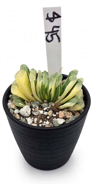 Variagated Haworthia