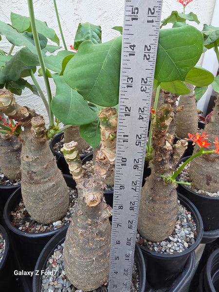 Jatropha podagrica (Buddha Belly plant)