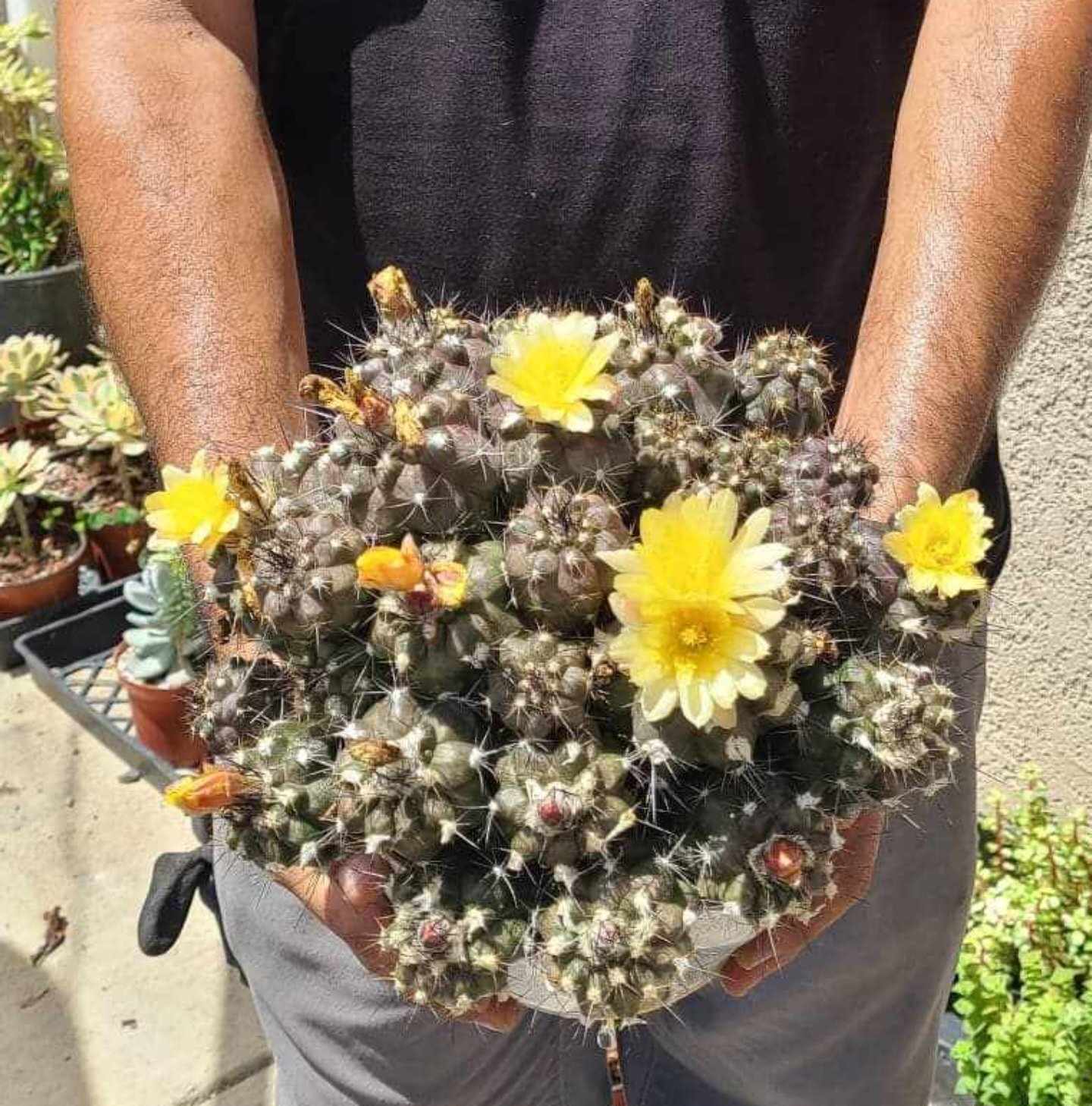 Copiapoa leonensis