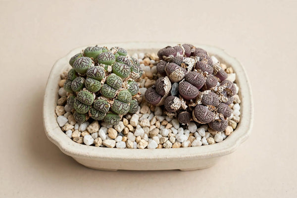 Conophytum wittebergense (often classified as Conophytum minimum 'wittebergense') i
