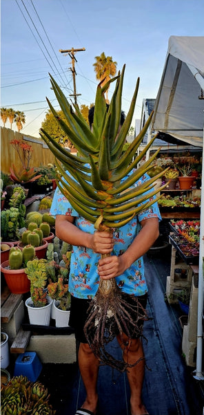 Aloe Dichotoma