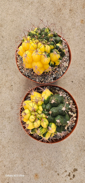 Gymnocalycium Saglionis Variegated 6"