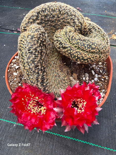 Crested echinopsis famatimensis cristata 6"