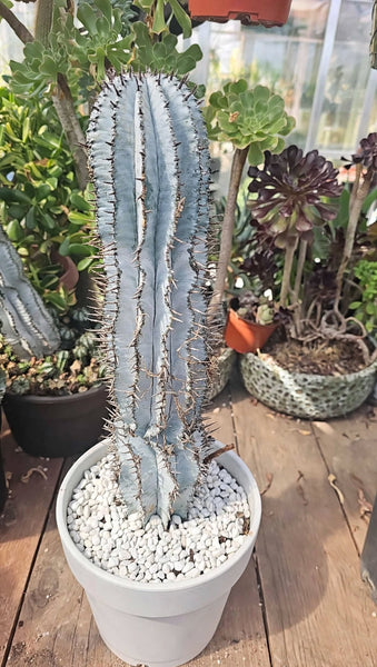 Hybrid Euphorbia Horrida