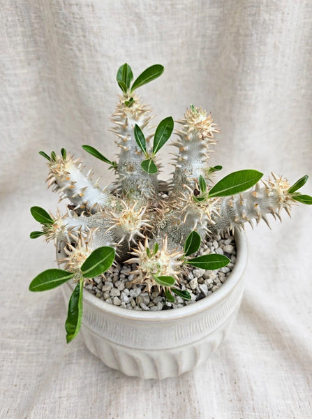 Pachypodium densicaule