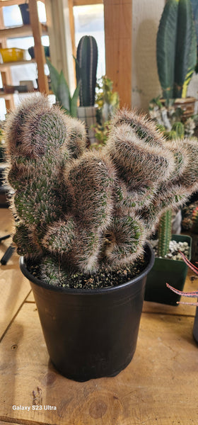 Stenocereus hollianus Crested