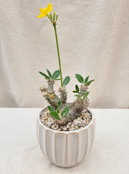 Pachypodium densicaule