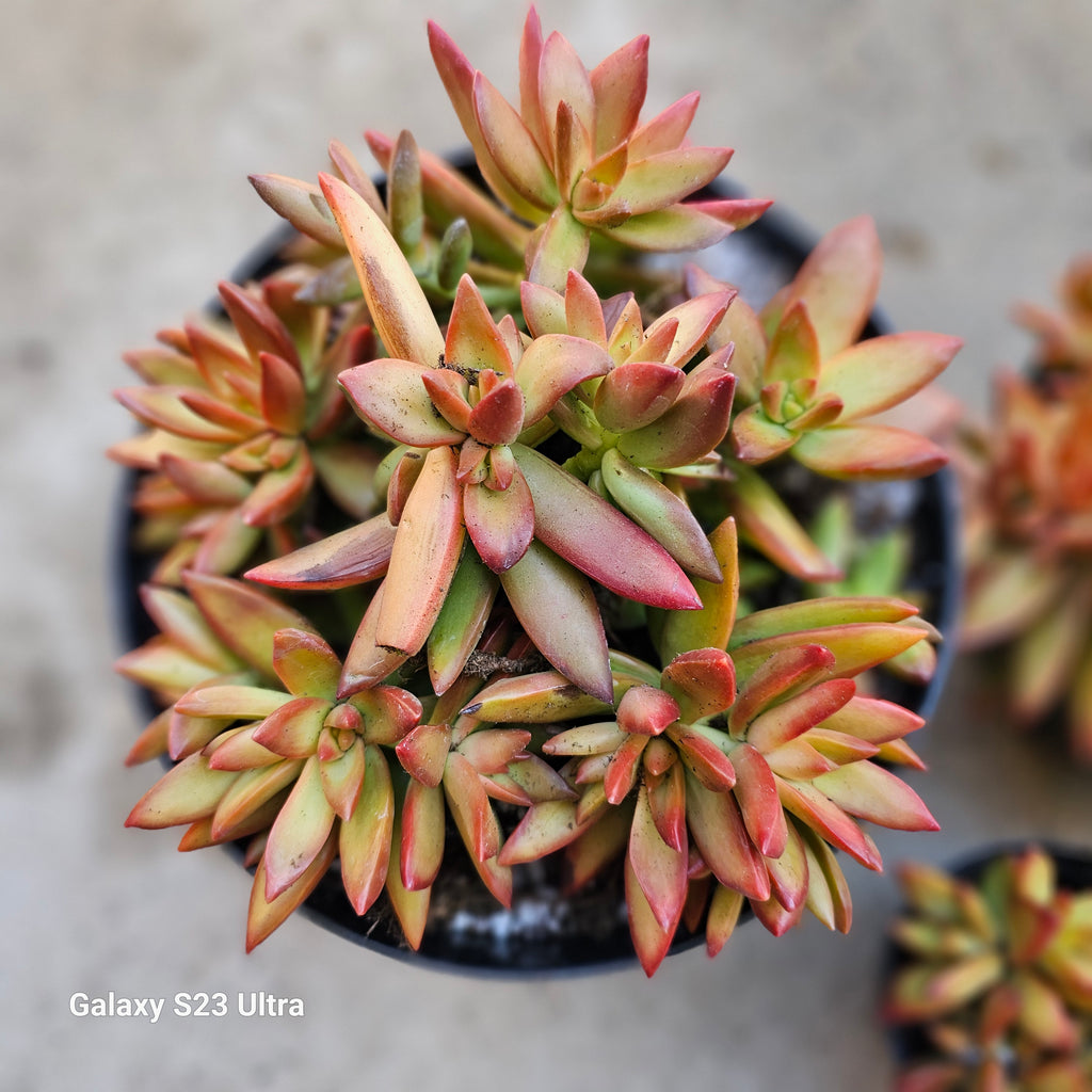 sedum firestorm succulent care SEDUM FIRESTORM – AceMegaSucculents