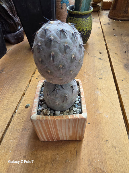 Teprocactus black spine