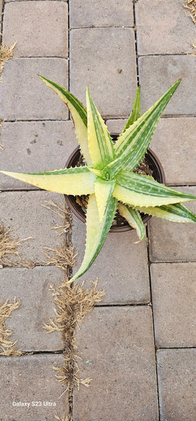 ALOE Maculata variegated 8"