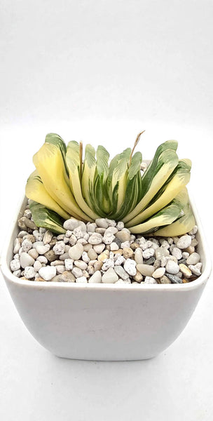 Variagated Haworthia