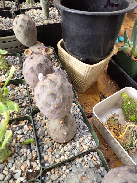 Teprocactus black spine