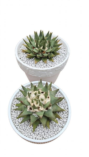 Ariocarpus trigonus 7"