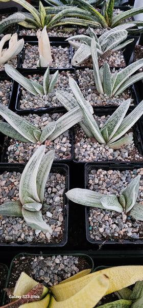 Gasteria Batesiana Variegated