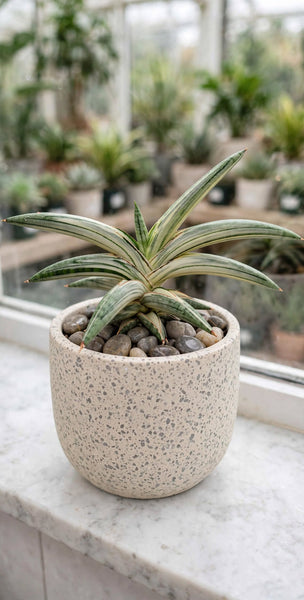 SANSEVIERIA BLUE CLONE WHITE