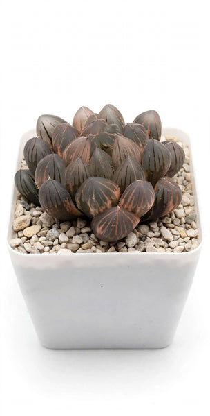 Hybrid Haworthia