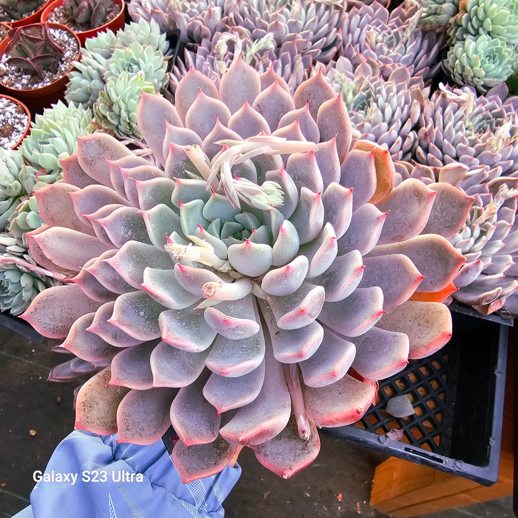 echeveria texensis rosea succulent echeveria texensis – AceMegaSucculents