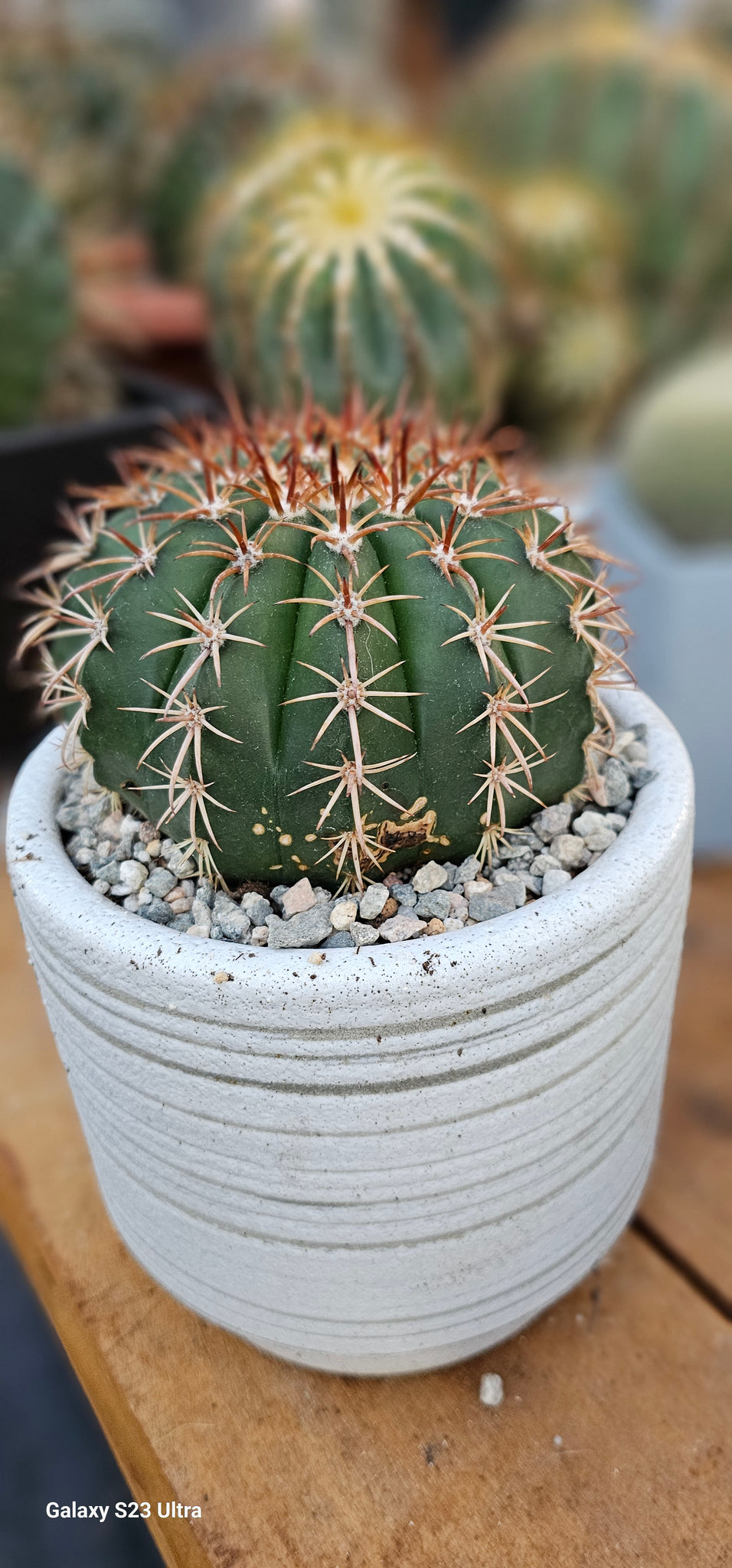 Melocactus Conoideus