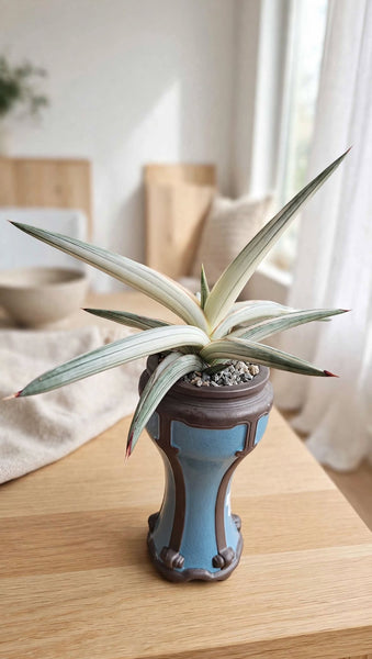 Sansevieria Platinum Bella