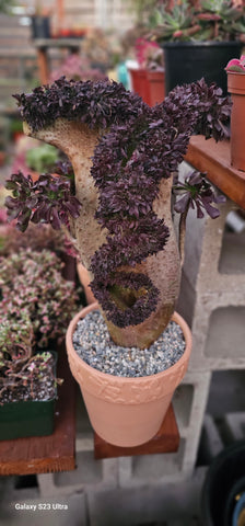 Aeonium'Zwartkop' crested