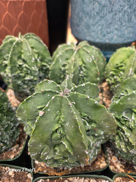 Astrophytum fukuru